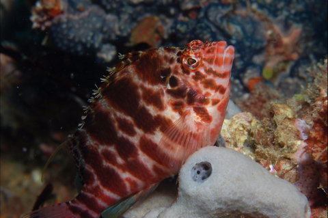 Nursery Reef - Accommodation Redcliffe 1