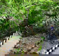 Rainforest Loop Walk Budderoo National Park - Accommodation Redcliffe