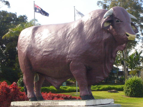 Rockhampton Bull Statues - Accommodation Redcliffe 1