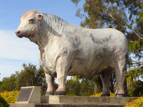 Rockhampton Bull Statues - Accommodation Redcliffe 2