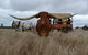 Texas Longhorn Tours - thumb 0