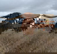 Texas Longhorn Tours - Accommodation Redcliffe