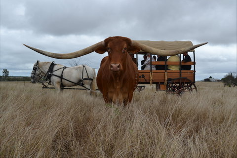 Texas Longhorn Tours - Accommodation Redcliffe 0