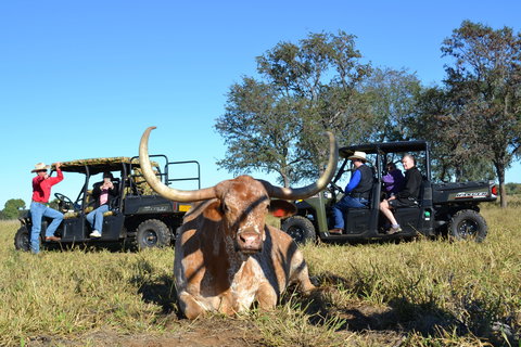 Texas Longhorn Tours - Accommodation Redcliffe 1