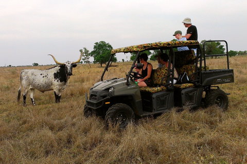 Texas Longhorn Tours - Accommodation Redcliffe 2