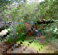 TreeTop Challenge - Accommodation Redcliffe