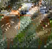 Visit an alpaca farm and get up and personal with these gentle and unique animals