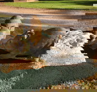 Wombat Statues Moonta - Accommodation Redcliffe