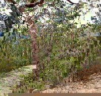 Yango Walking Track - Accommodation Redcliffe