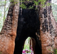 Ancient Empire Walk Valley of the Giants - Accommodation Redcliffe
