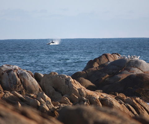 Cape Conran Coastal Park - Accommodation Redcliffe 1