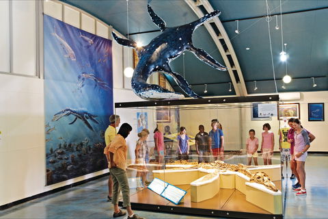 Kronosaurus Korner - Accommodation Redcliffe 2