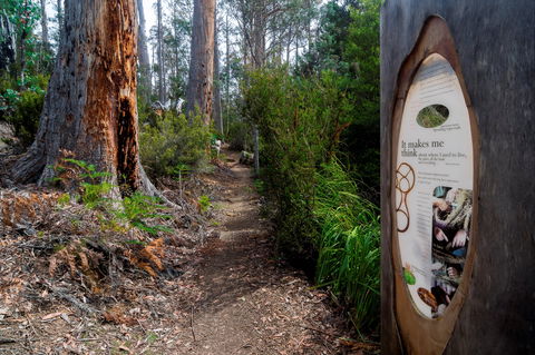Lake St Clair (Cradle Mountain  - Lake St Clair National Park) - Accommodation Redcliffe 2