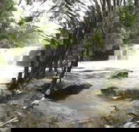 Nellies Glen Carrington Falls - Accommodation Redcliffe