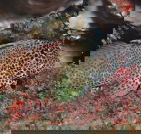 Nine Mile Reef Dive Site - Accommodation Redcliffe