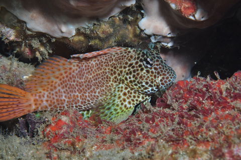 Nine Mile Reef Dive Site - Accommodation Redcliffe 0