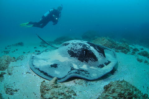 Nine Mile Reef Dive Site - Accommodation Redcliffe 1