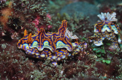 Nine Mile Reef Dive Site - Accommodation Redcliffe 2