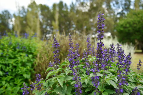 Picton Botanic Gardens - Accommodation Redcliffe 1