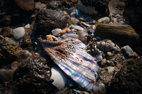 Point Cook Marine Sanctuary - Accommodation Redcliffe 1