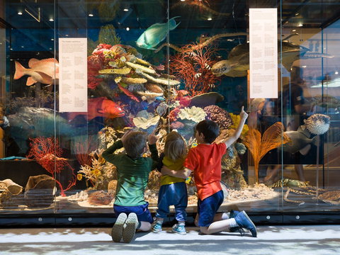 Queensland Museum - Accommodation Redcliffe 1