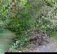 Rainforest Walking Track Roberston Nature Reserve - Accommodation Redcliffe