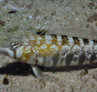 Shelving Beach Dive Site