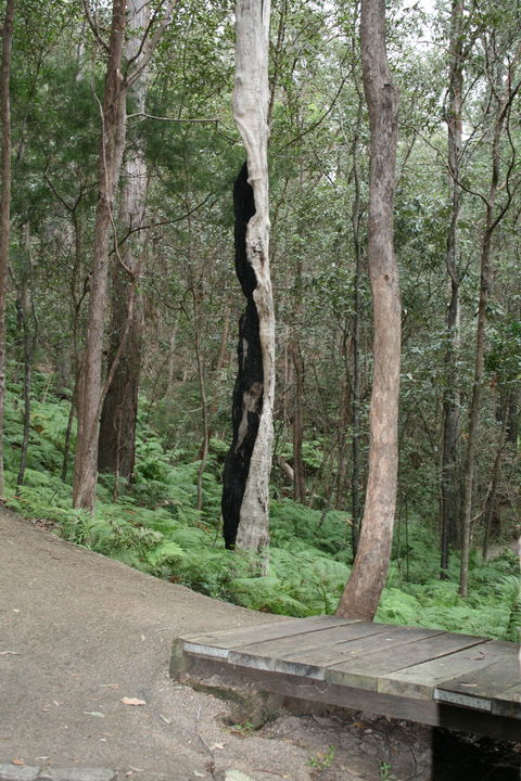 Springwood Conservation Park - Accommodation Redcliffe 1