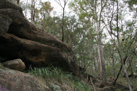 Springwood Conservation Park - Accommodation Redcliffe 2