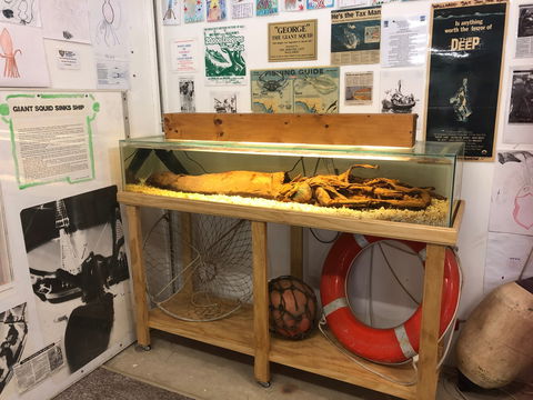 George The Giant Squid Display, Wallaroo - Accommodation Redcliffe 0