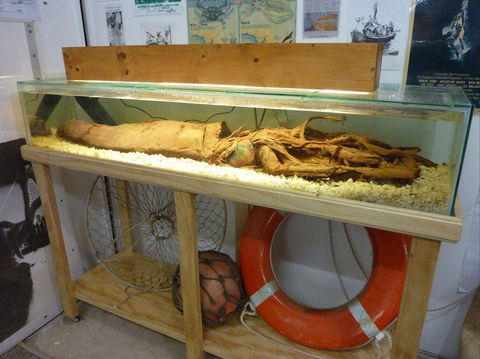 George The Giant Squid Display, Wallaroo - Accommodation Redcliffe 1
