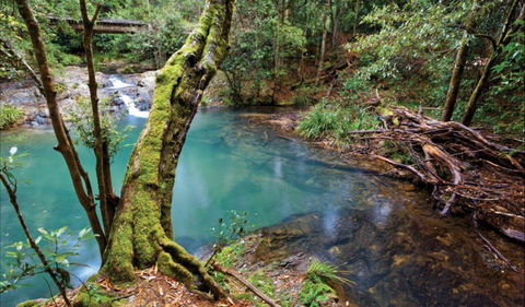 Mobong Walking Track - Accommodation Redcliffe 0