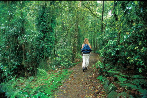 Mount Cougal, Springbrook National Park - Accommodation Redcliffe 0