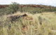 Original Glen Helen Homestead - thumb 1