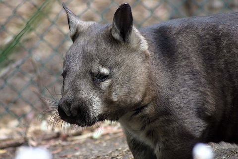 Peel Zoo - Accommodation Redcliffe 0