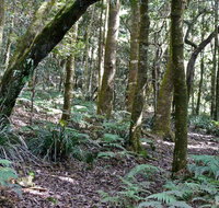 Summit Walking Track Mount Hyland Nature Reserve - Accommodation Redcliffe