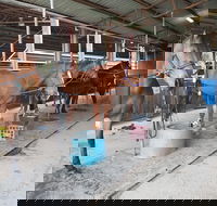 The Equine Club - Accommodation Redcliffe