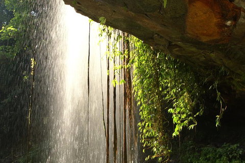 Rainforest & Waterfall Experience - Accommodation Redcliffe 9