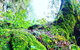 Rainforest & Waterfall Experience - thumb 8