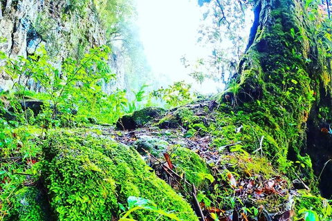 Rainforest & Waterfall Experience - Accommodation Redcliffe 8