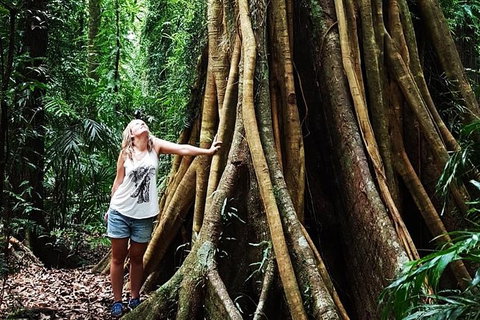 Rainforest & Waterfall Experience - Accommodation Redcliffe 3