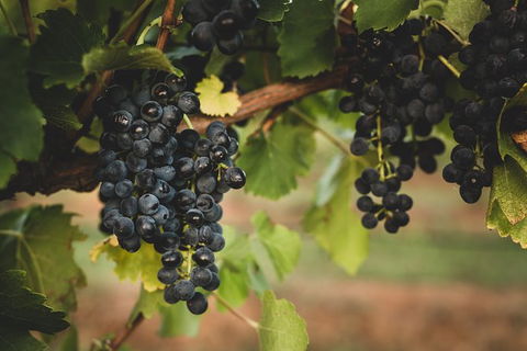 Hideaway Private Tours Hunter Valley - Accommodation Redcliffe 9