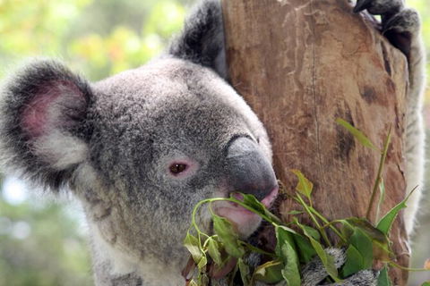 Private 10-hour Tour To Blue Mountains From Sydney - Hotel Pick Up & Drop Off - Accommodation Redcliffe 2