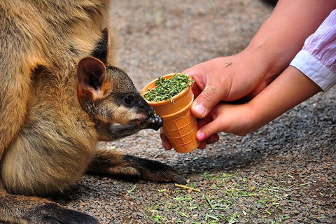 Blue Mountains Highlights & Wildlife Park - Accommodation Redcliffe 3