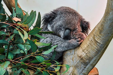 Blue Mountains Highlights & Wildlife Park - Accommodation Redcliffe 1