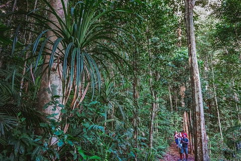 Atherton Tablelands Rain Forest By Night From Cairns - Accommodation Redcliffe 0