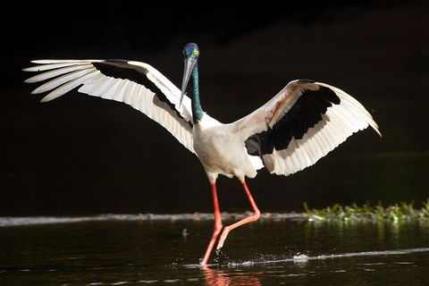 Daintree River - Private Photography Cruise - Accommodation Redcliffe 0