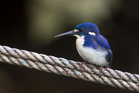 Daintree River - Private Photography Cruise - Accommodation Redcliffe 1