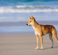 Fraser Island 4WD Tour from Rainbow Beach