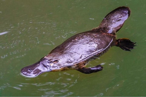 Reef, Wildlife & Rainforest - Reef & Beyond Guided Holidays - Accommodation Redcliffe 7